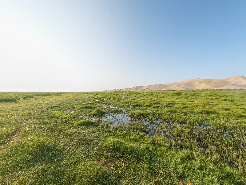 Khongor Dunes V