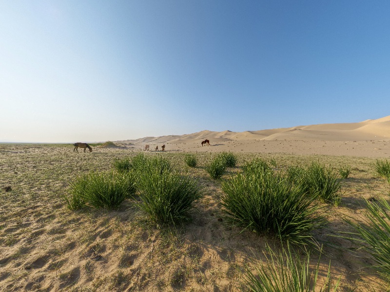 Khongor Dunes VII